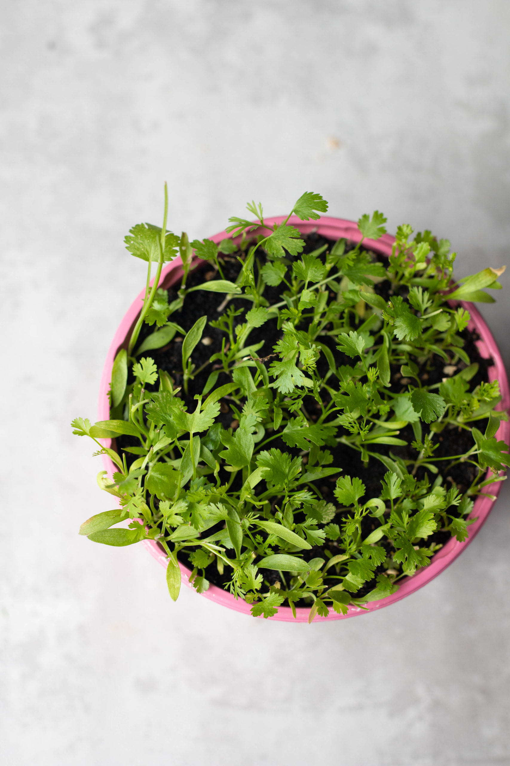 home grown coriander plant