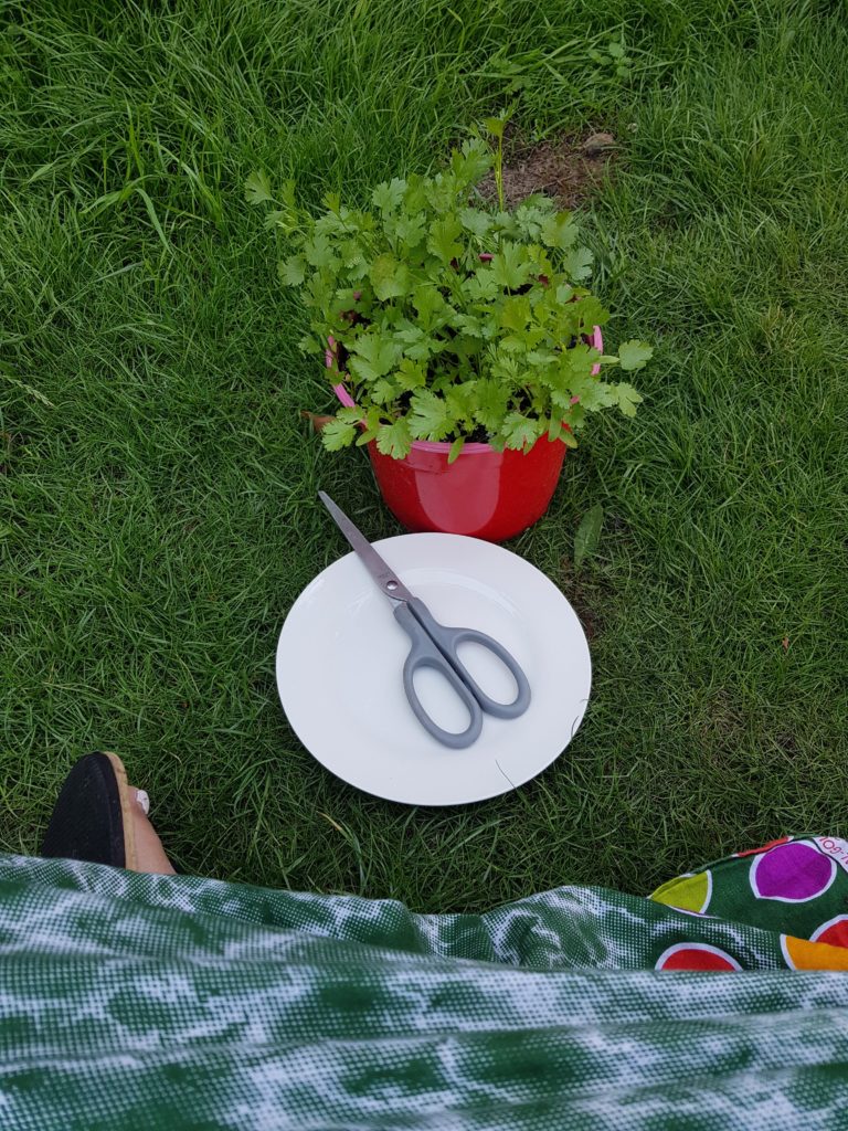 Coriander leaf plant with a pair of scissors