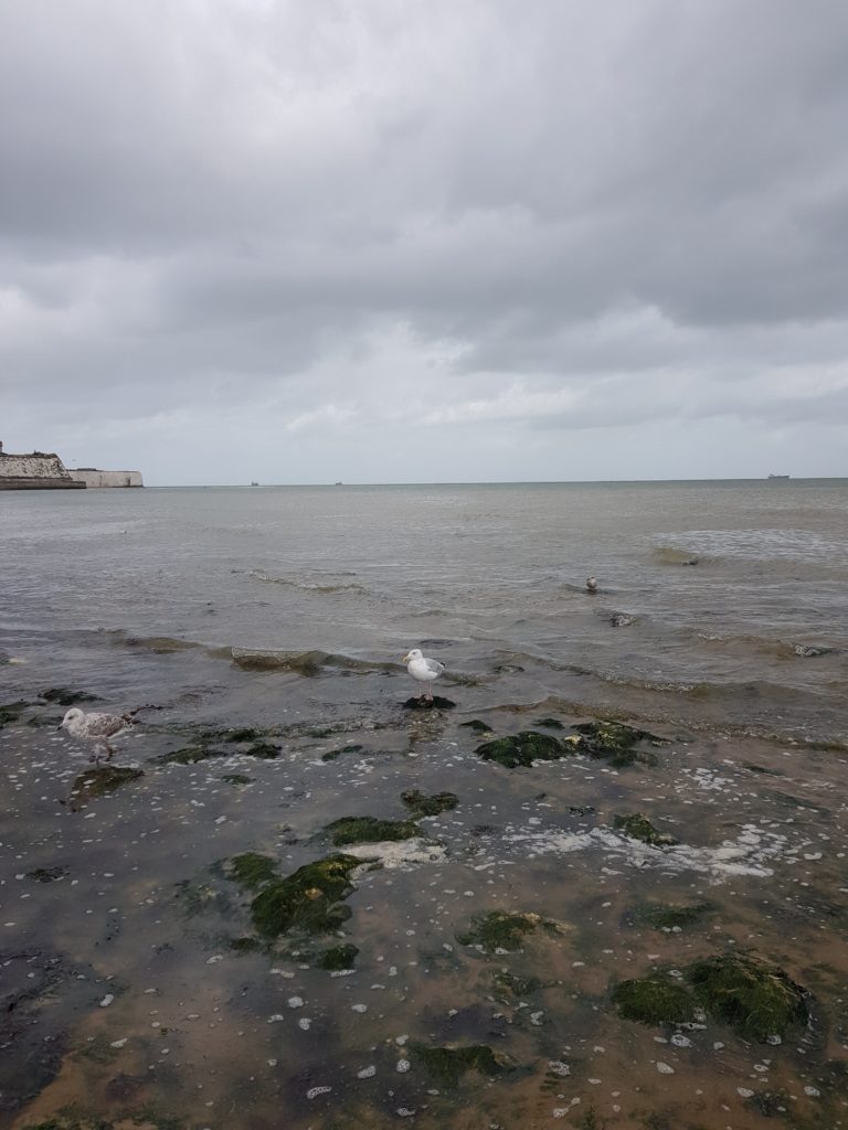kentish coastal walk - overseeing sea and seagulls