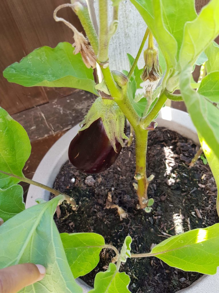 eggplant plant